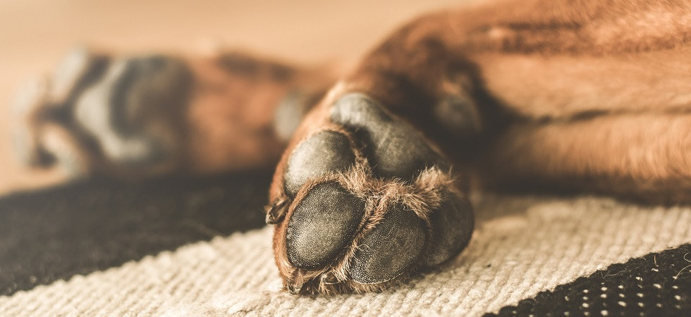 Coronavirus, Lndc: Pulire le zampe degli animali con candeggina?